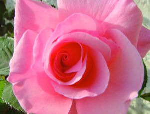 1523224_5_ab22_rose_b85e2179d3016359296d9cd8a7d03629