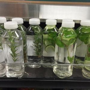 boisson-fraiche-aux-herbes