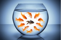 discrimination-236x157