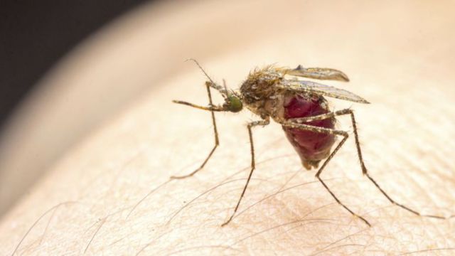 comment-soigner-les-demangeaisons-des-piqures-de-moustique_4943583